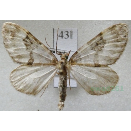 Thera britannica (Turner, 1925) male Paśnik jodłowiec Czech43l